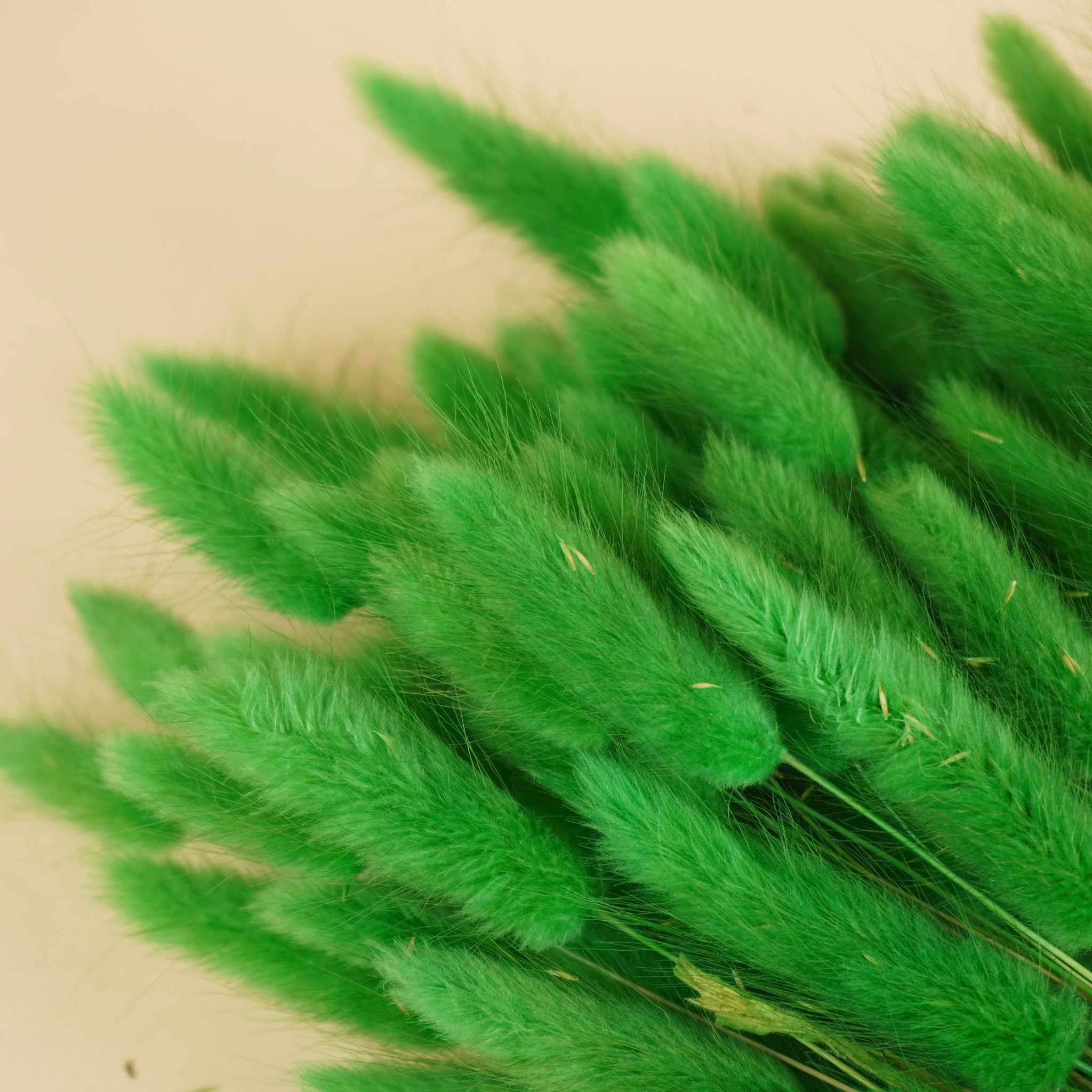 Gedroogde lagurus ovatus – groen