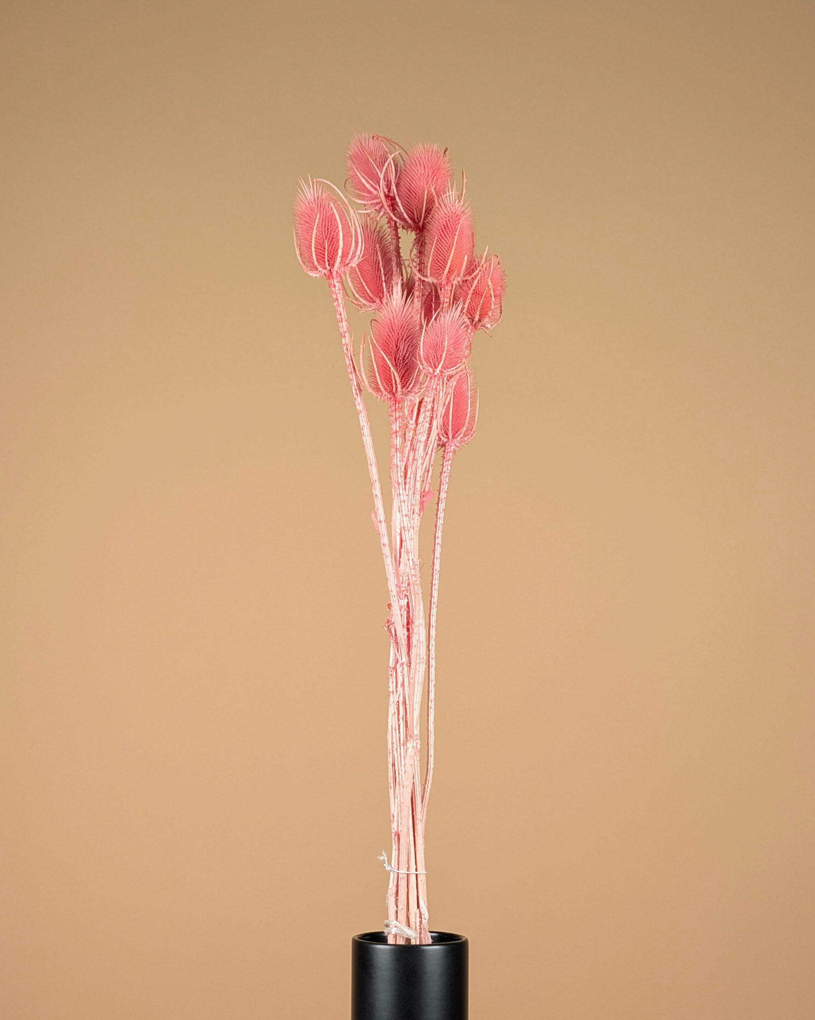 Getrocknete Cardoon Distel Oranje gemalt