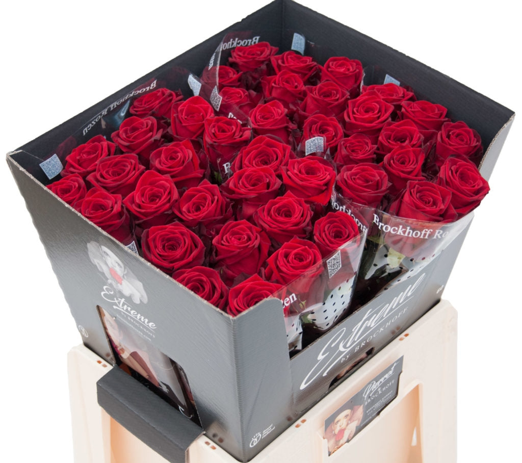 100 rote Rosenstrauß von großen Rosen