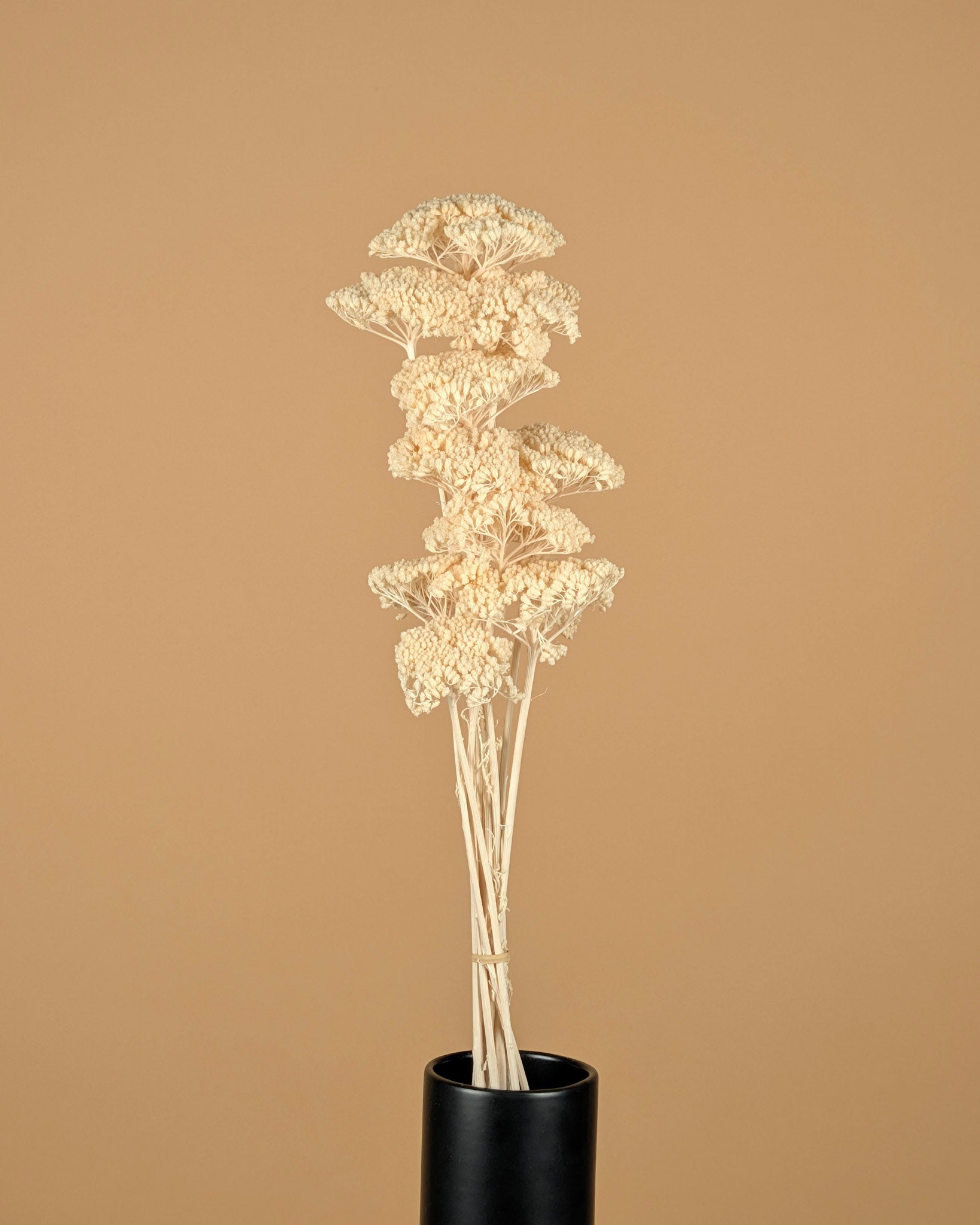 Séché Achillea Parker blanchied