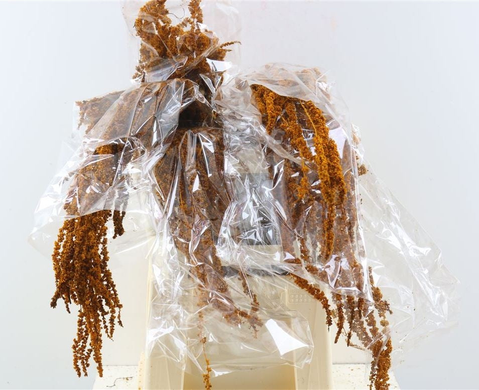 Dried Amaranthus Caudatus preserved Bronze