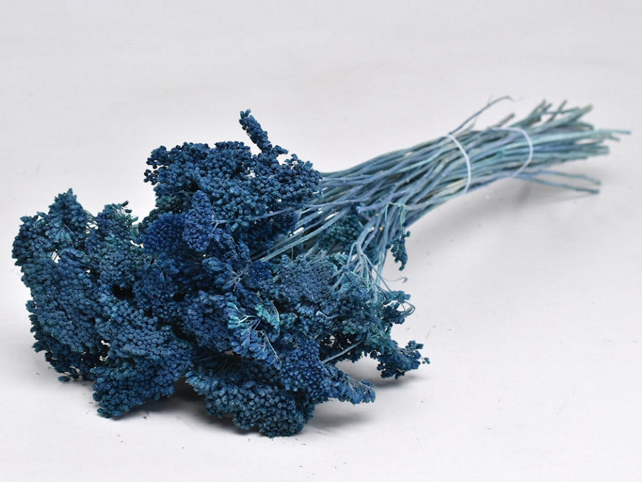 Getrocknete Achillea blau gestrichen