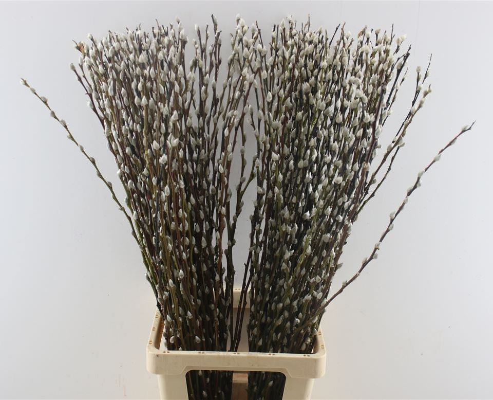 Dried kittens branches Long Natural (Salix)