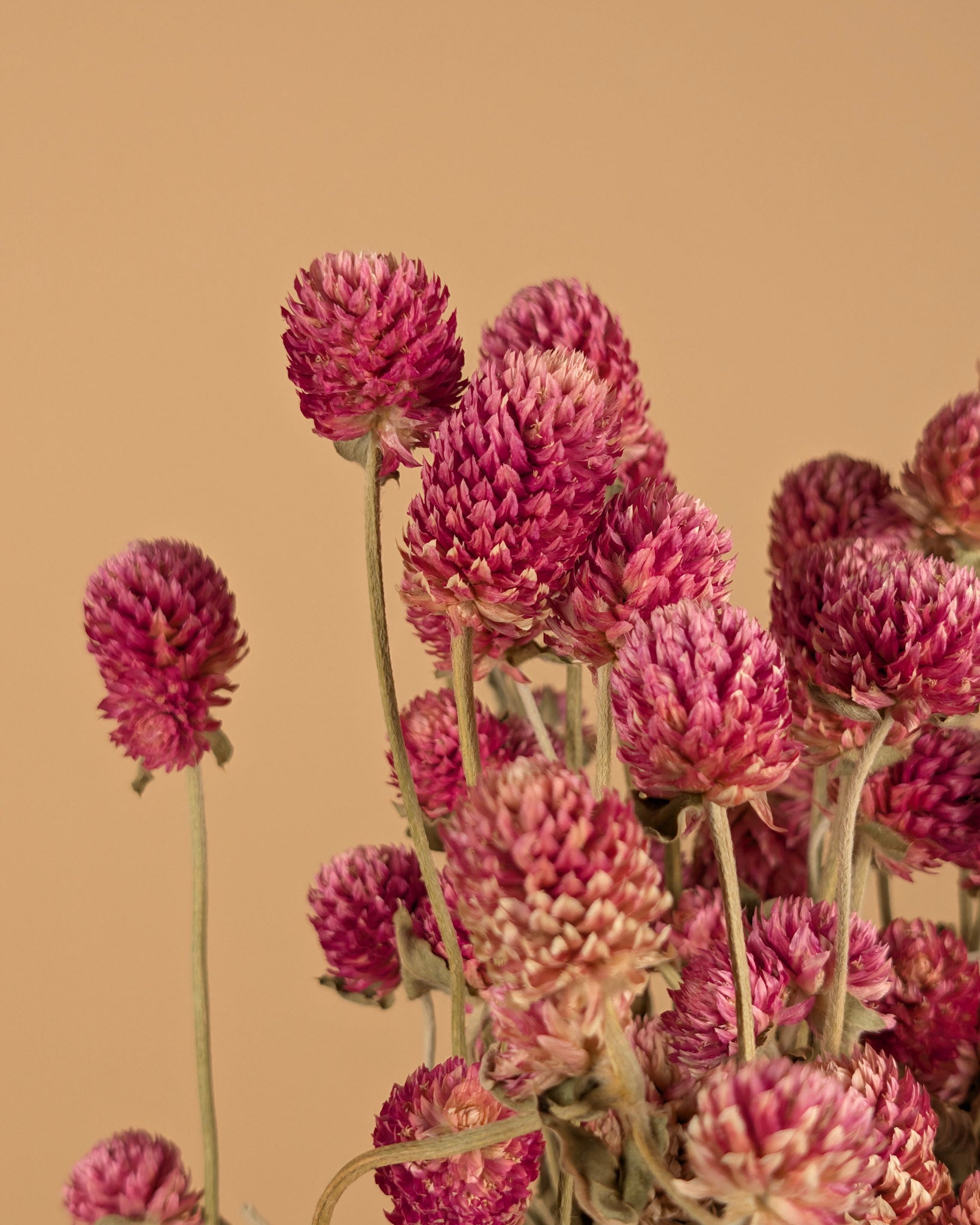 Dried Gomphrena Lila