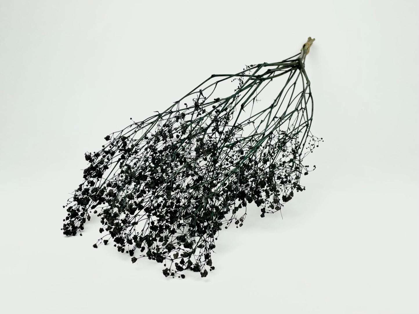 Gipspray (gypsophia) séché noir