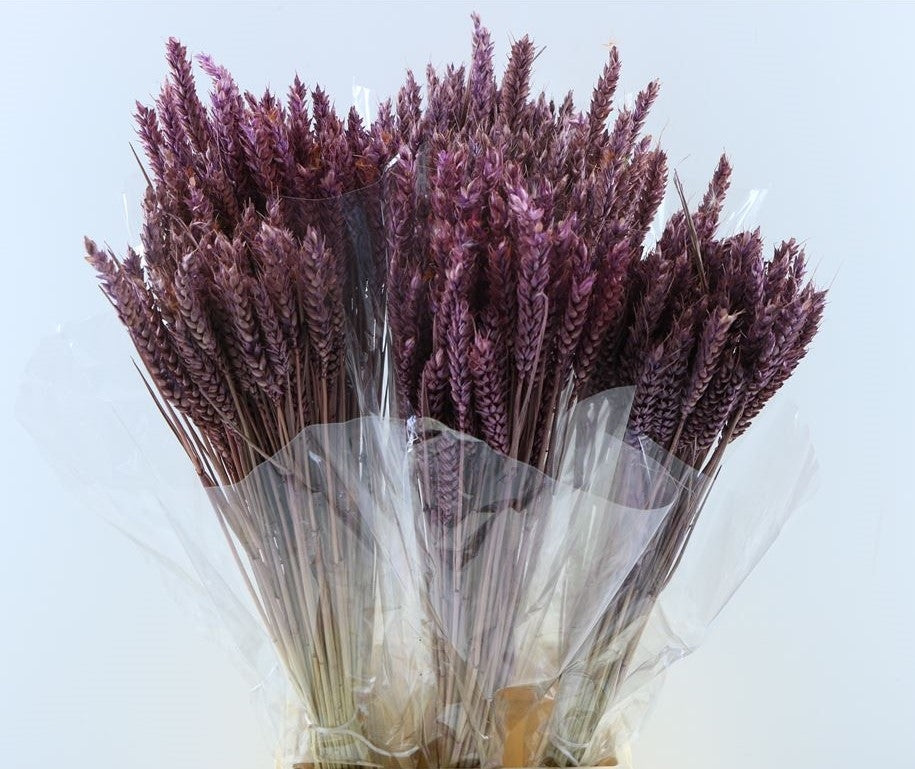 Mila de blé séché