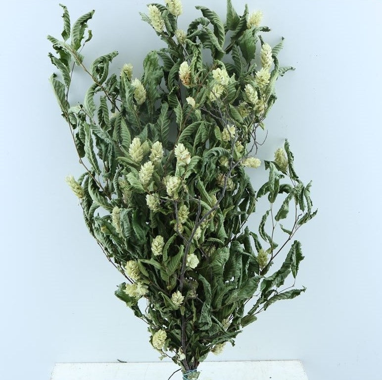 Getrockneter Hoppe Carpinus