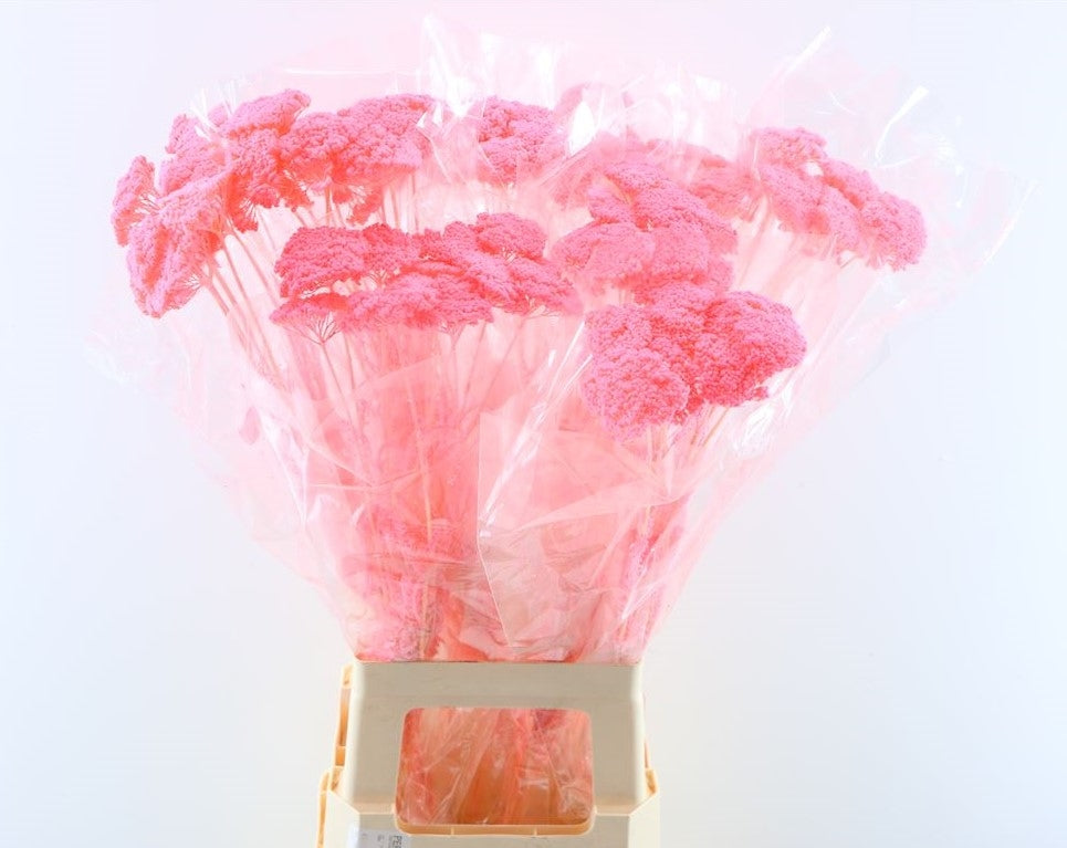 Achillea séché par parker rose clair