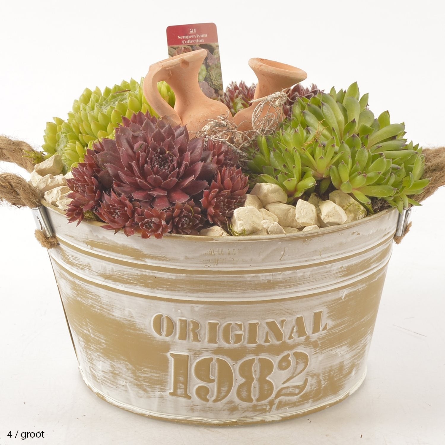 Sempervivum -Paket in einem Zink -Topf
