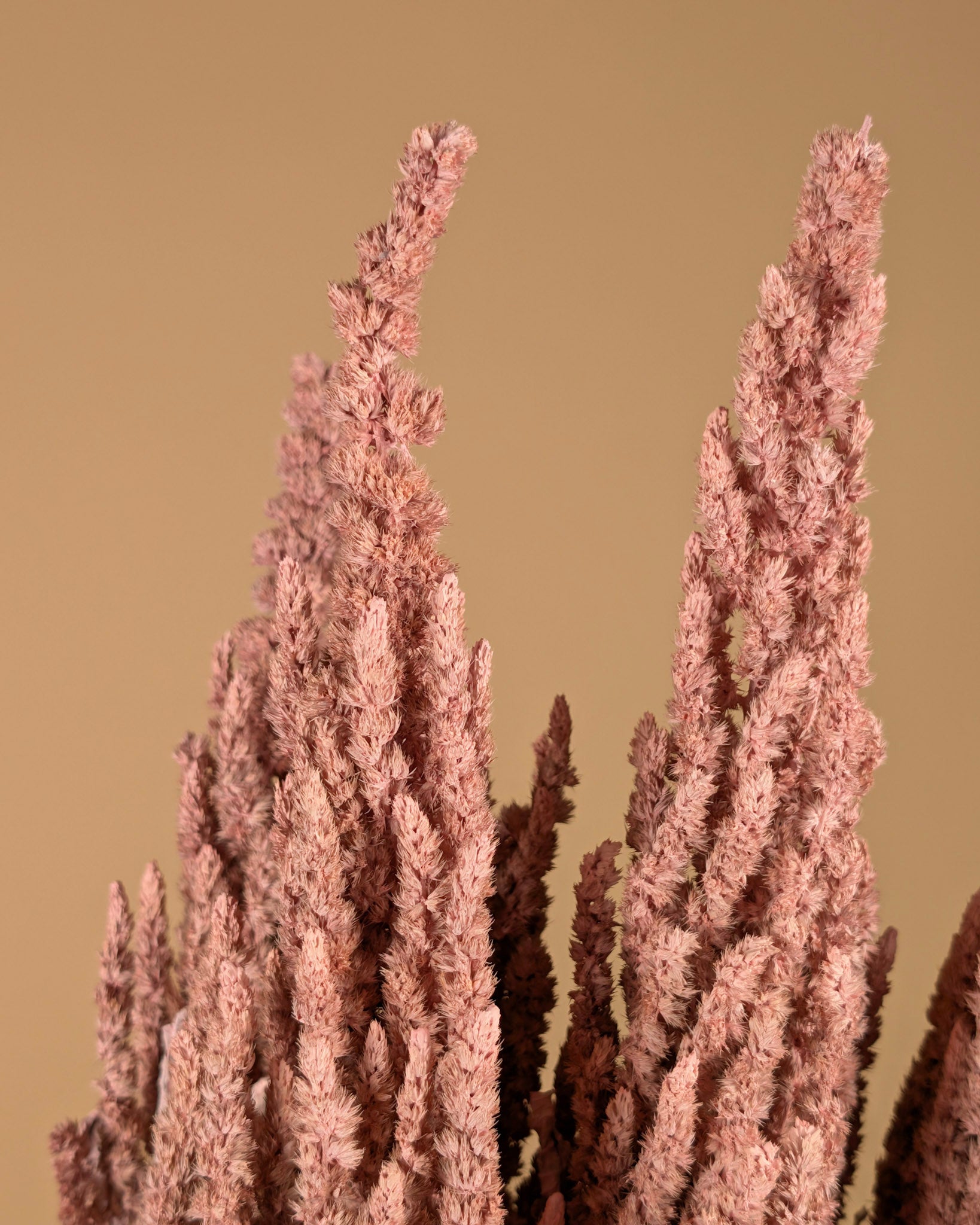 Séché amaranthus brut rose