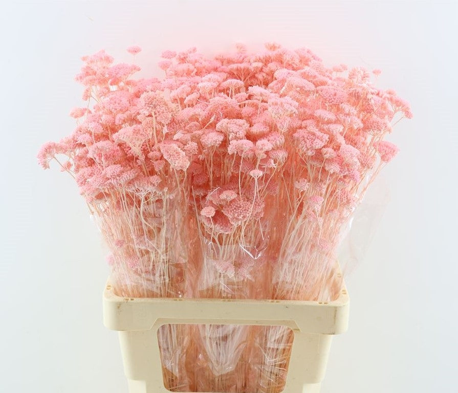 Achillea séché Silvestre rose clair