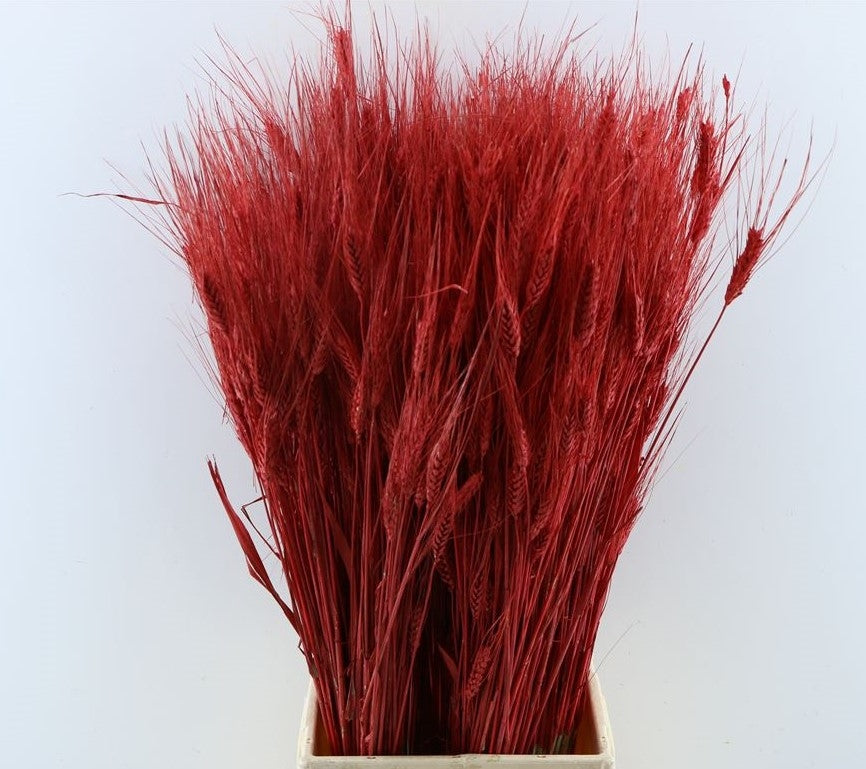 Dried Tritical Red
