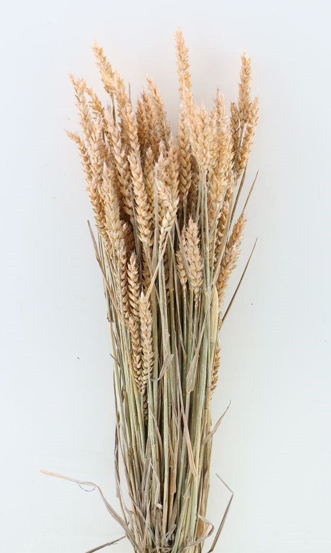 Dried wheat frosted salmon