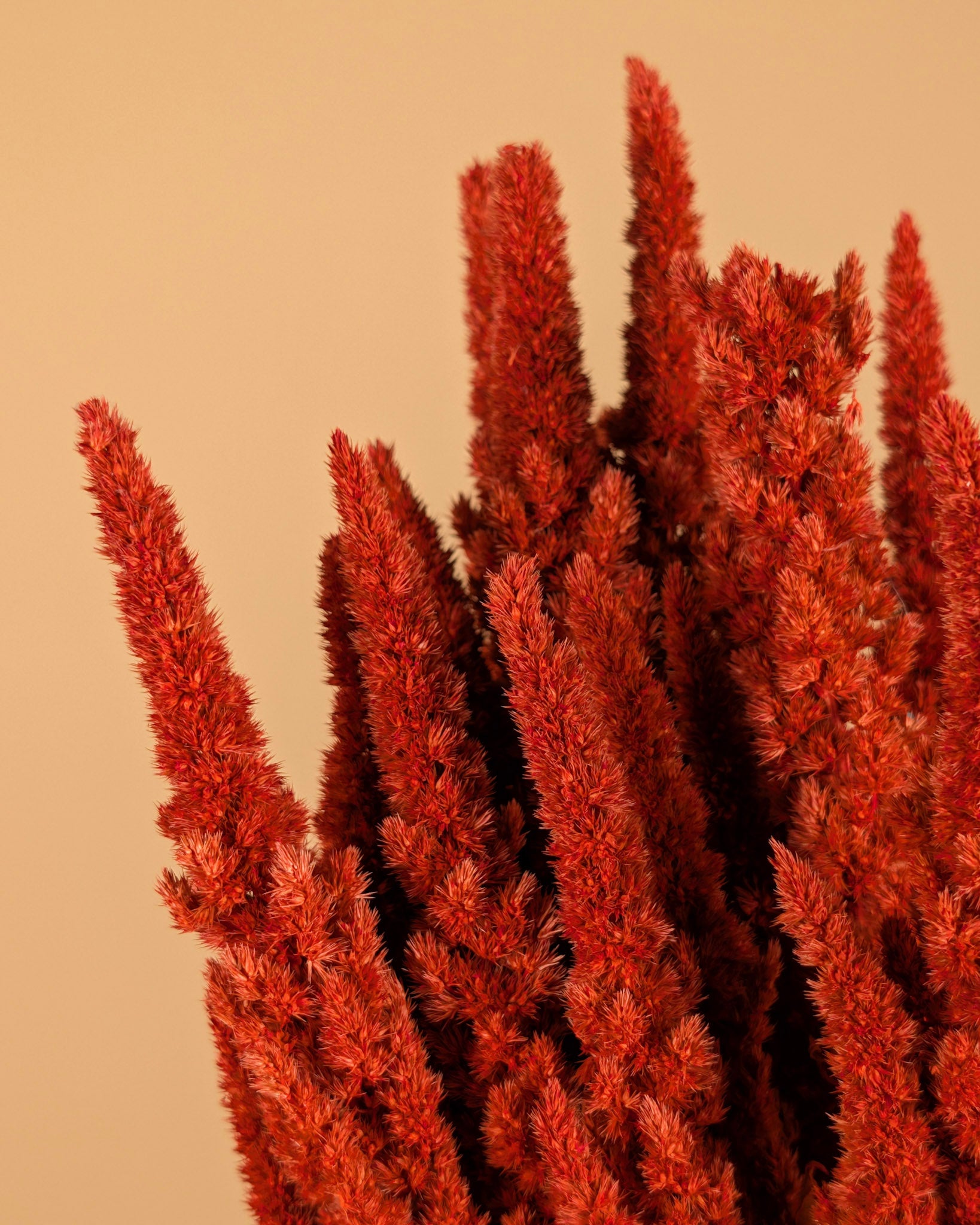 Amaranthus séché orange