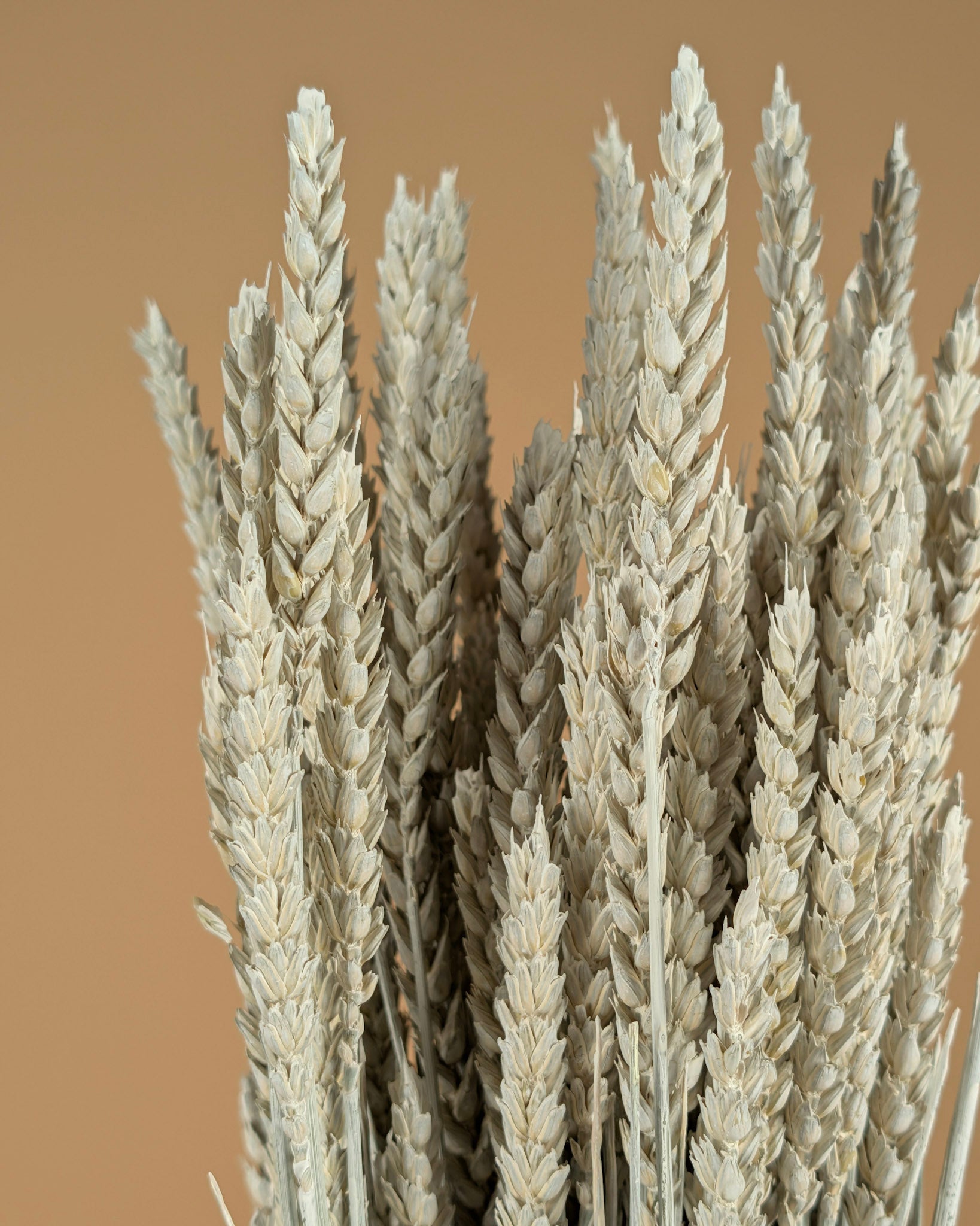 Dried wheat white