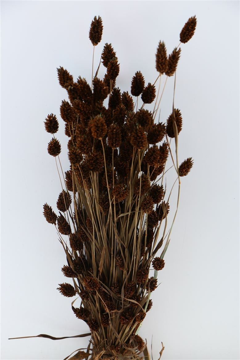 Chocolat coloré phalaris séché