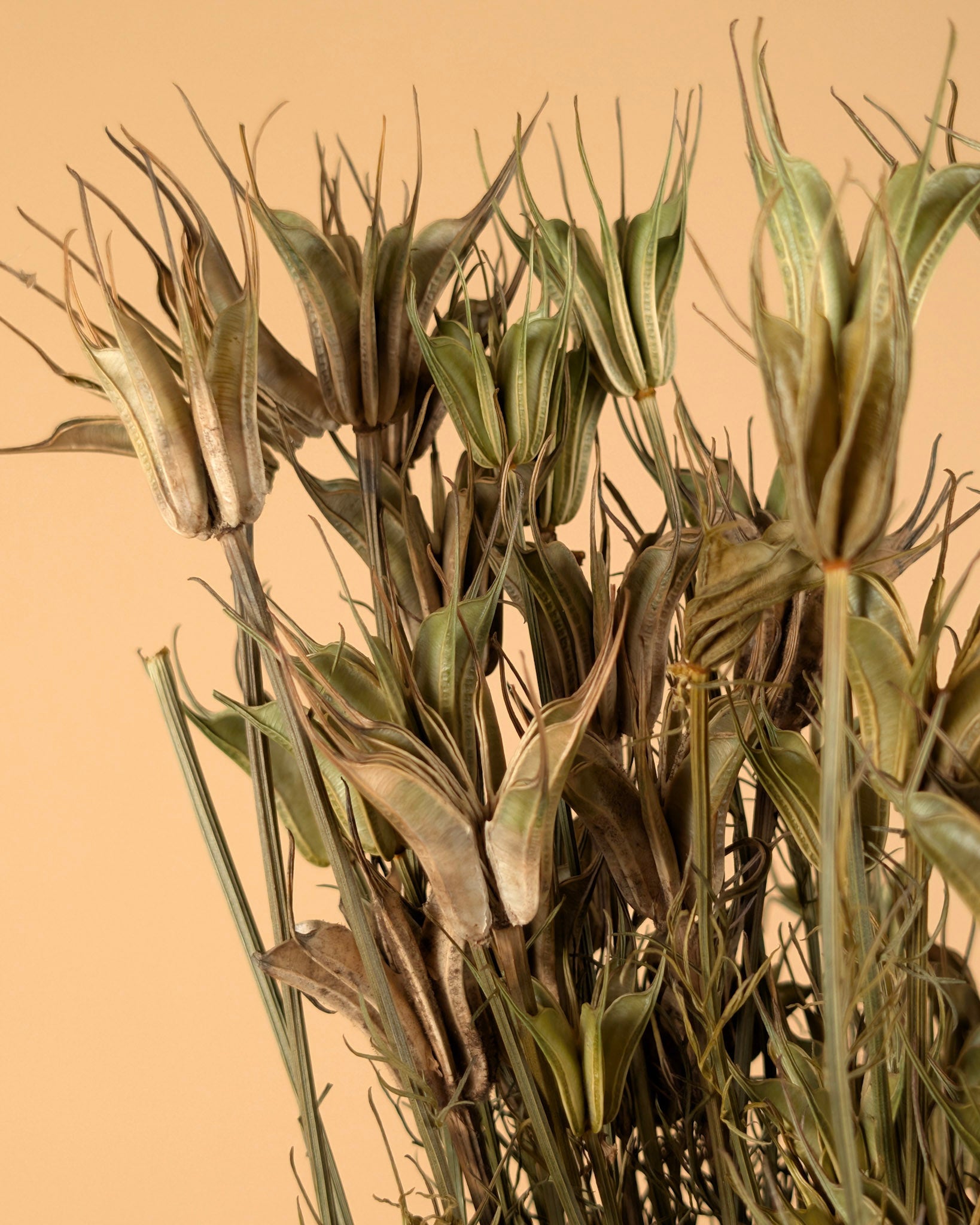 Dried Nigella Orientalis