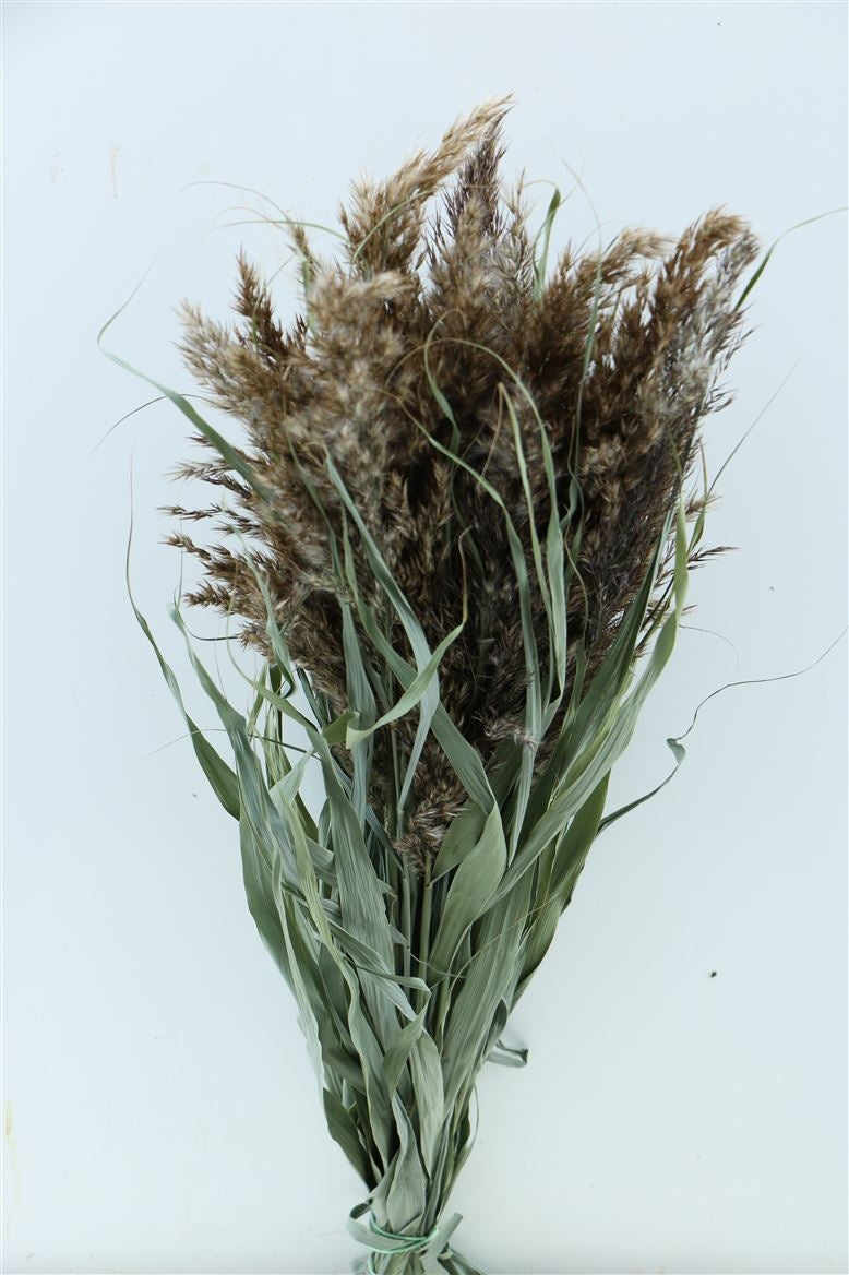 Ornamental grass dried game