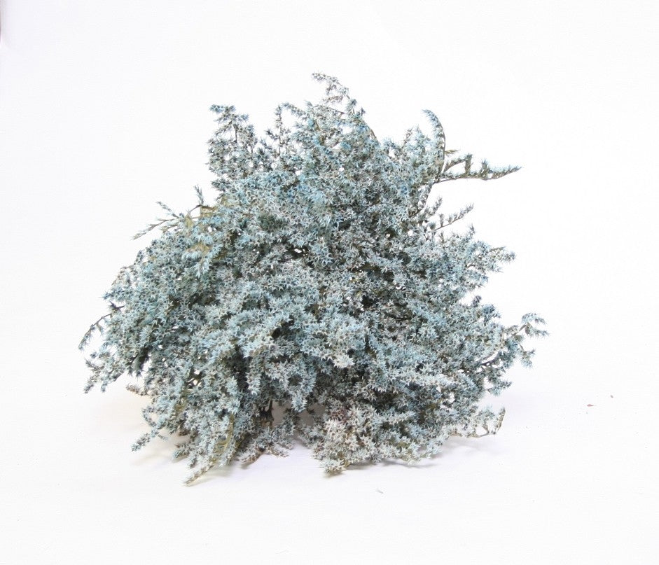 Getrocknete Statike Tatarica Hellblau