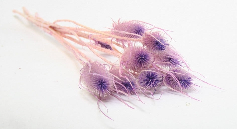 Getrockneter Cardoen Distel Dulreked Milka