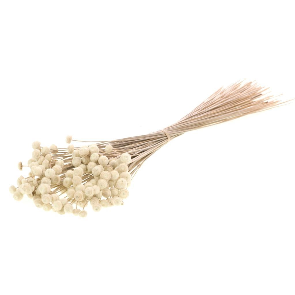 Botton Botao natürlich getrocknet