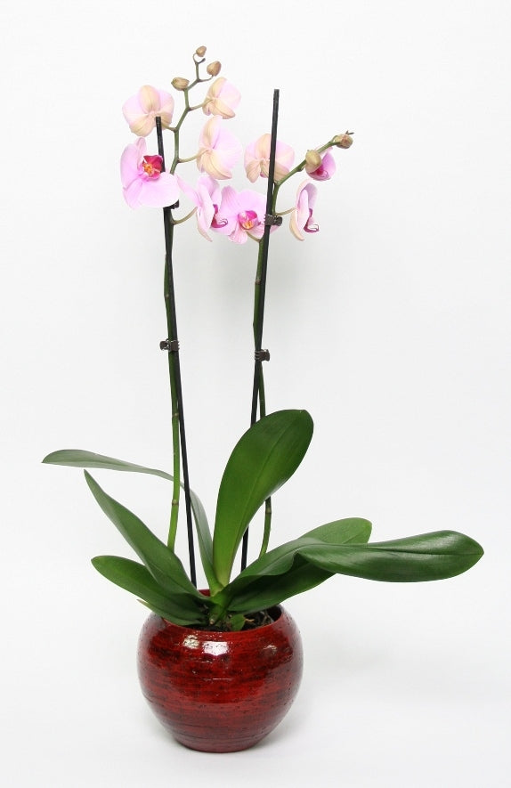 Phalaenopsis 2 branches en céramique Stan Rood