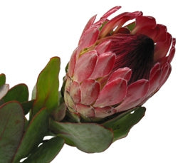 Protea Flowers with Steel Normal