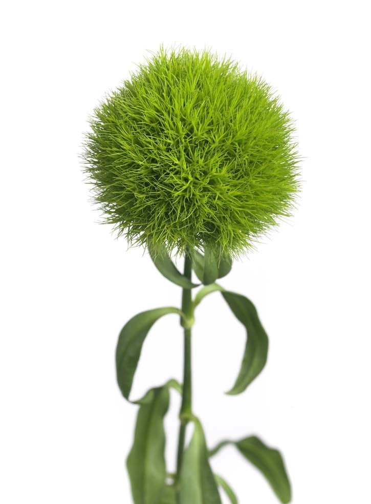 25.000 Schönheit (Dianthus barbatus) Grün