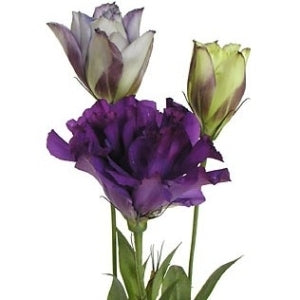 10 lisianthus en différentes couleurs