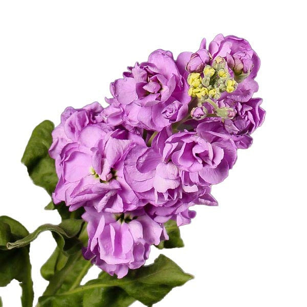 10 Mattthiola (Violeren)