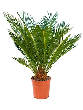 Cycas Revoluta dans le pot de culture