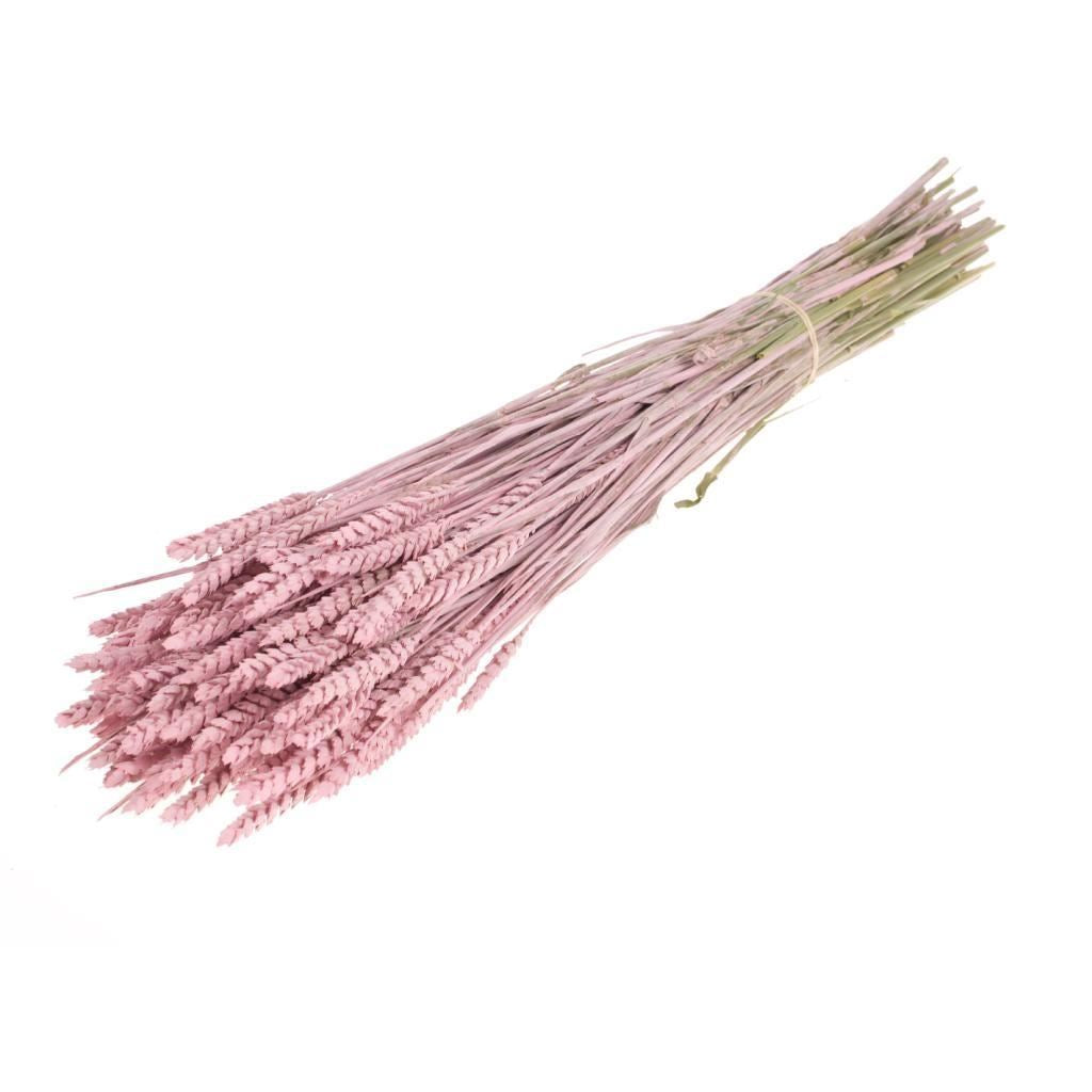 Gedroogde tarwe (triticum) – misty roze