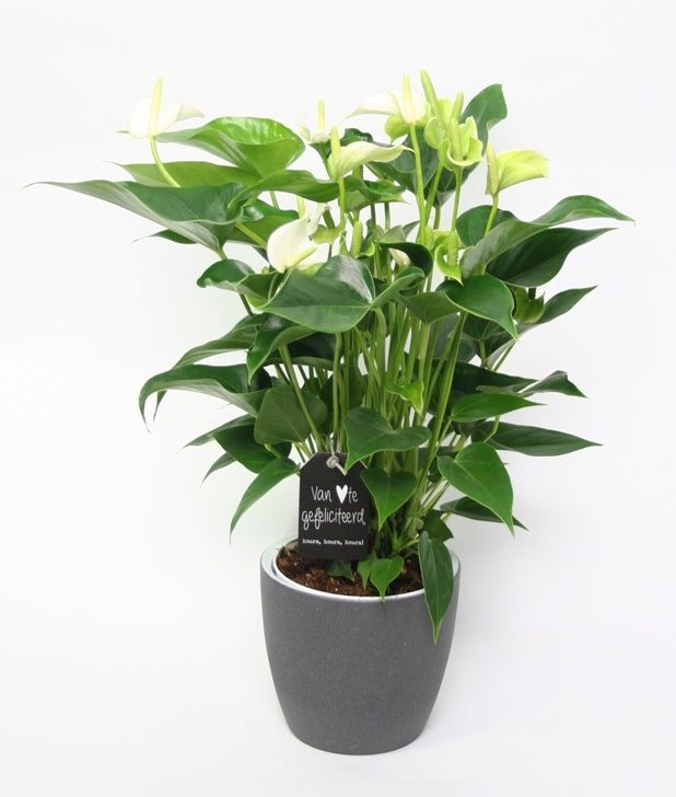 Anthurium weiß in Keramik Soda Graphit Weiß