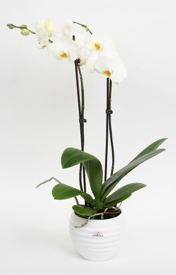 Phalaenopsis 2 branches in ceramics Move White