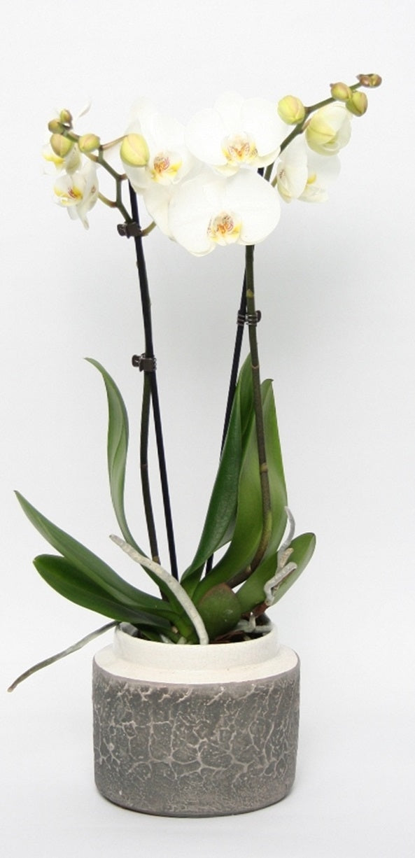 Phalaenopsis 2 branches in ceramics Durban White