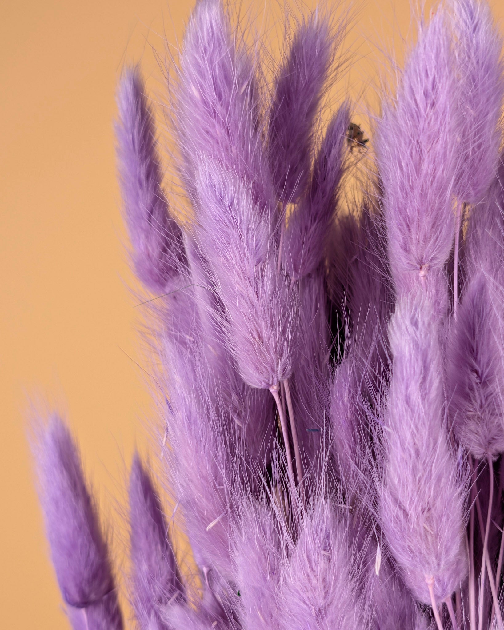 Séché Lagurus ovatus violet