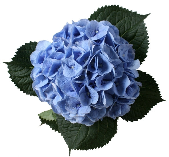 5 Hortensie (Hortensia) Blüten kurz