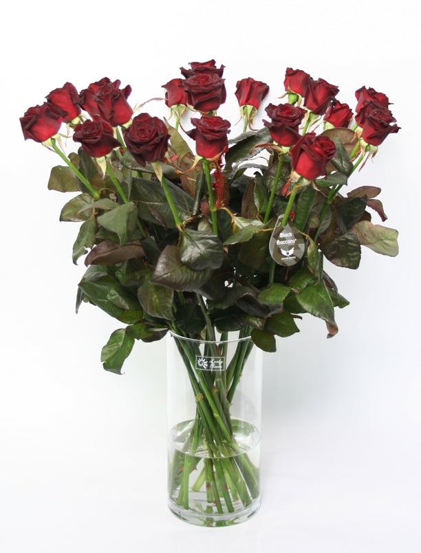 Black roses 10 long large -flowered black roses