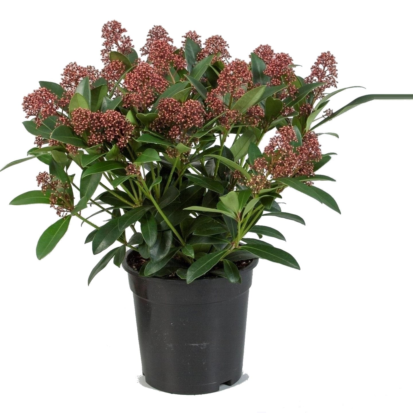 Skimmia Japonica Rubella
