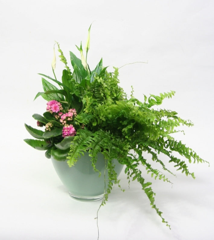 Hemlock color glass bowl made up with plants
