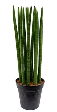 Sansevieria directement dans le pot de culture