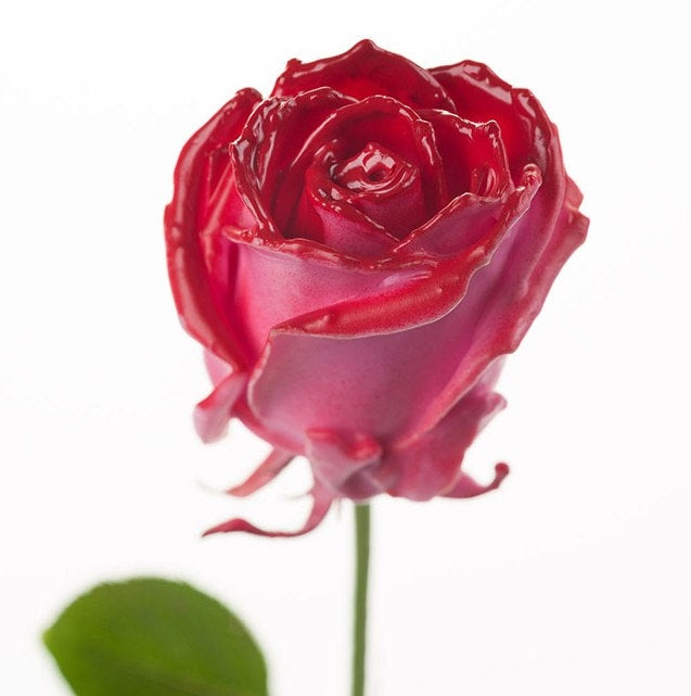 Bouquet de roses de cire rose avec un rougissement rouge
