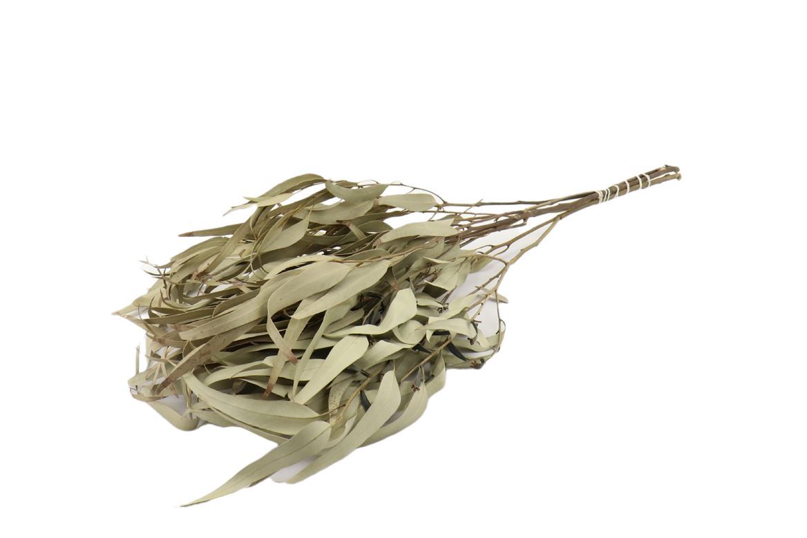 Eukalyptusblätter getrocknet