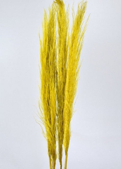 Pampas grass plumes dried yellow