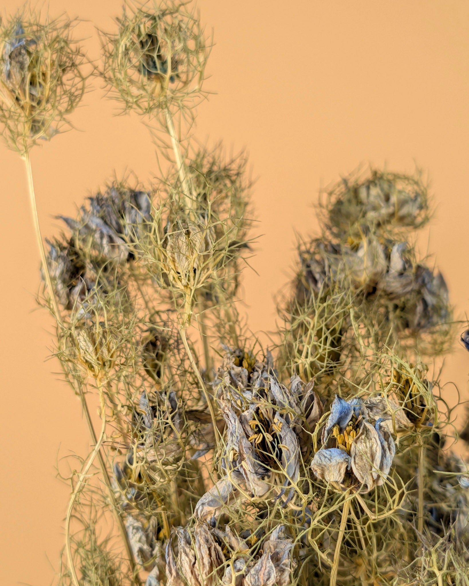 Dried Nigella Flower Blue