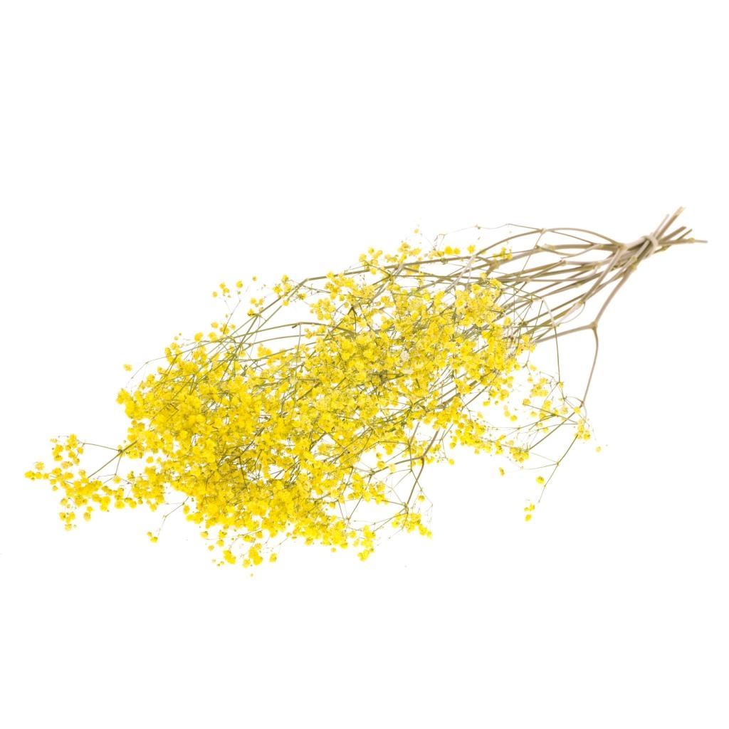 GIPSPRUIND (Gypsophilia) peint jaune séché