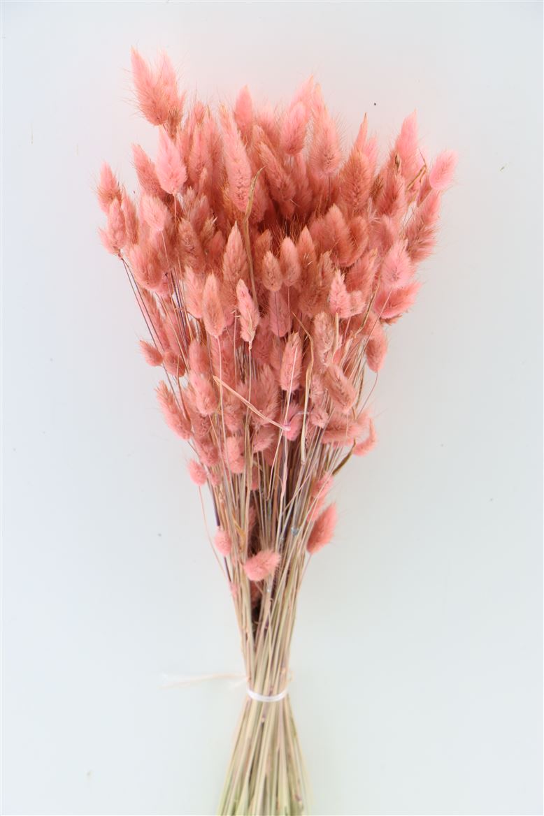 Lagurus séché Ovatus vieux rose