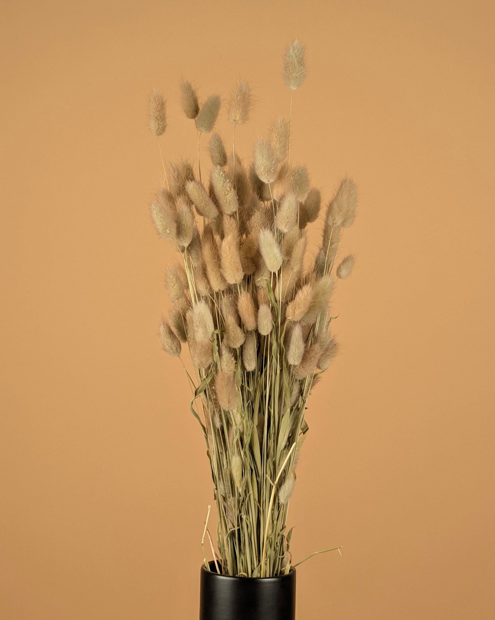 Dried Lagurus Ovatus (Hazenstaart)