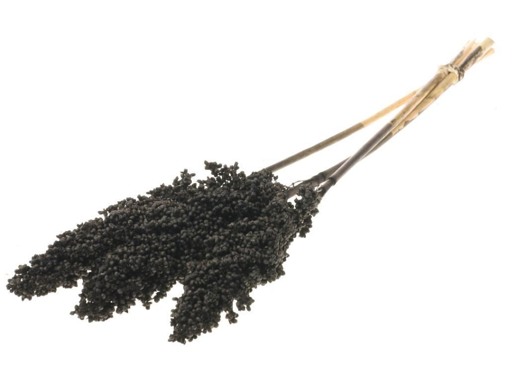 Indian Corn Black Dried