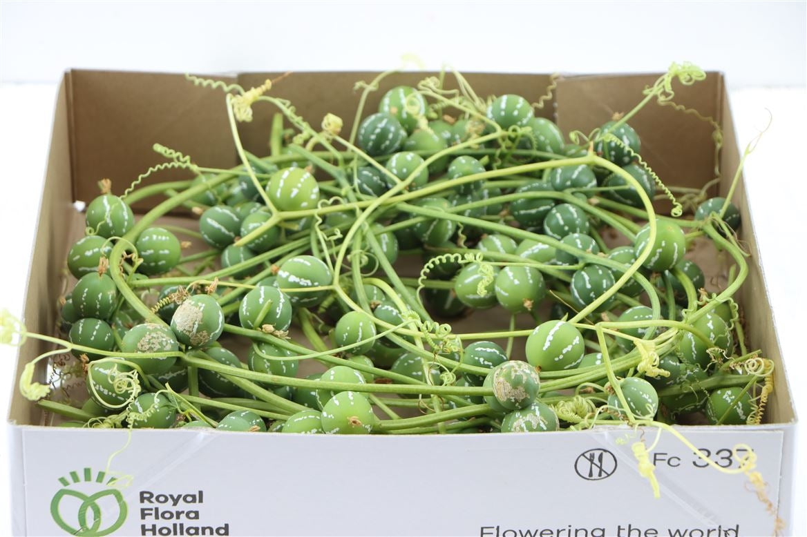 Sier Diplocyclos palmatus groen